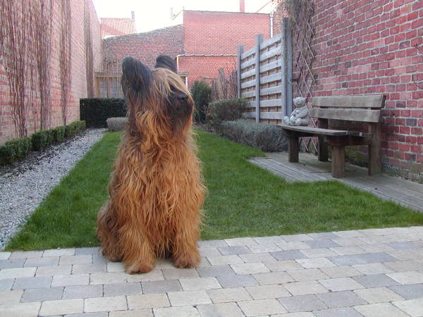Briard