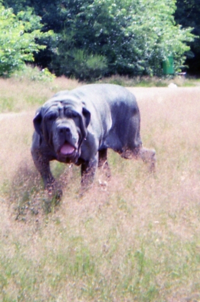 Mastino Napoletano