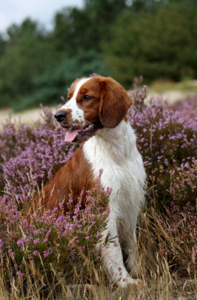 Welsh Springer Spaniel