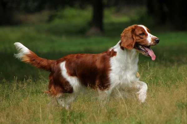 Welsh Springer Spaniel