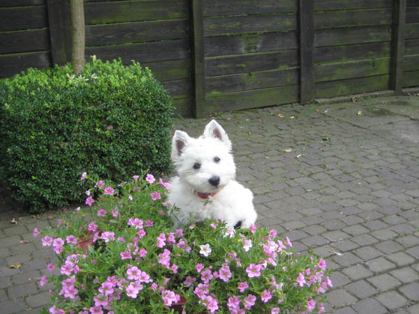 West Highland White Terrier