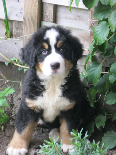 Berner Sennenhond