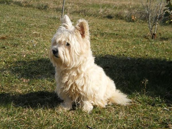 West Highland White Terrier