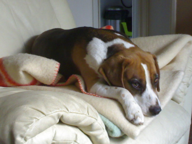 Een luie Beagle