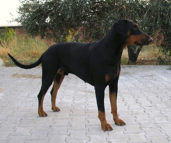 Dobermann