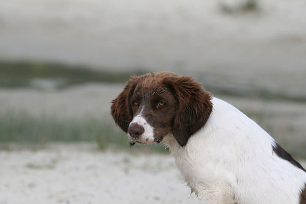 Drentsche Patrijshond