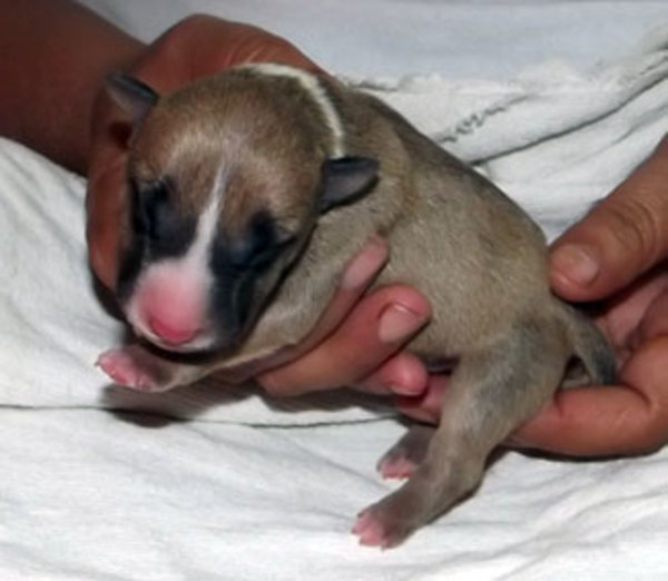 Bull Terrier, miniatuur