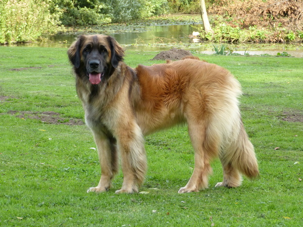 Sill (kennelnaam is in aanvraag)