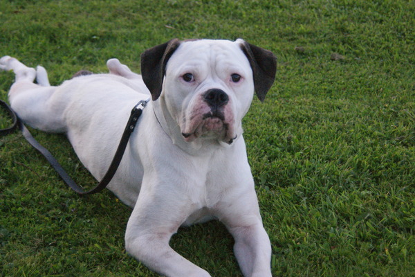 Amerikaanse Bulldog