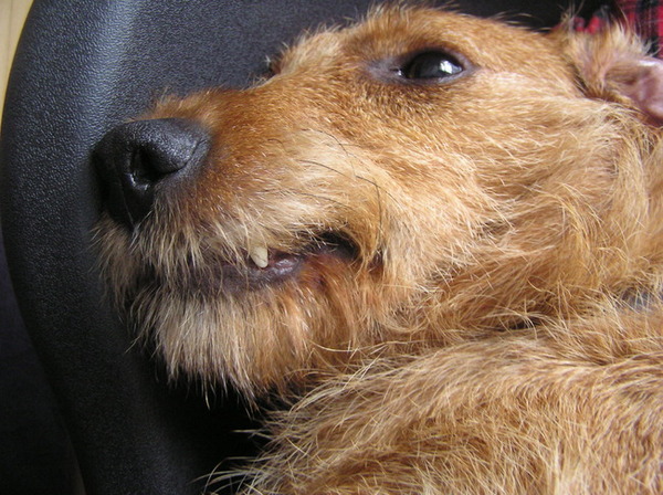 Wat kan ie toch snugger kijken