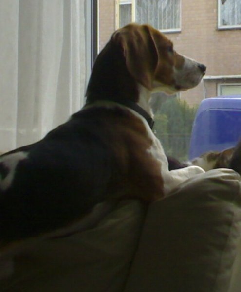 Spike kijkt als het baasje naar z'n werk gaat