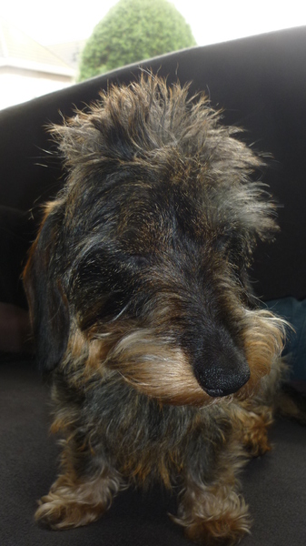 waarom moet ik nu alweer naar de kapper.....