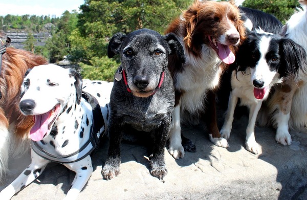 Dino lijkt iets te weten dat wij niet weten...