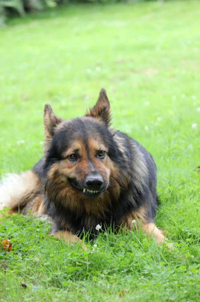 Is dit onnozel geneog?