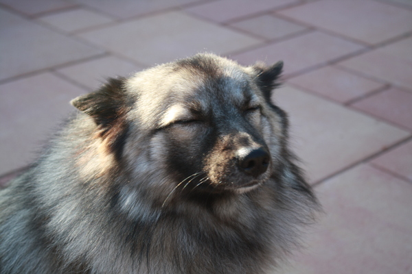 Wie niet weg is is gezien....