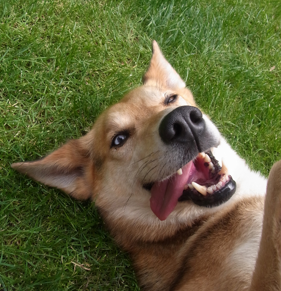 Mijn prachtige ontzettend snuggere hond