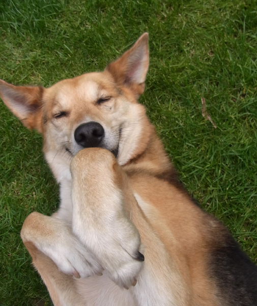 A.k.a. de gekke hyena van the Lion King