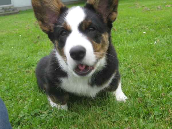 Clooney op zijn slimst!