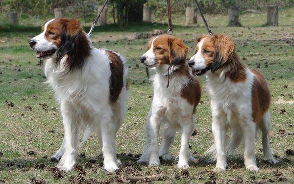 Kooikerhondje