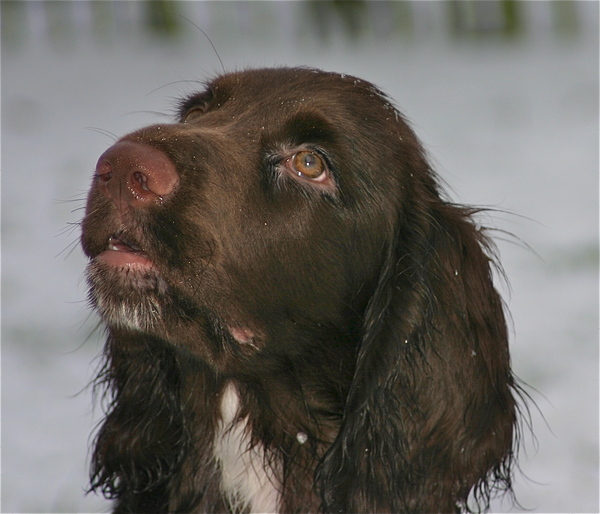 Field Spaniel