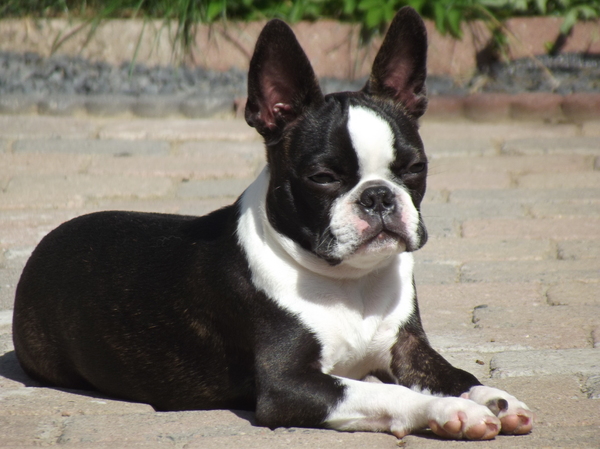 Honden foto: Boston Terrier