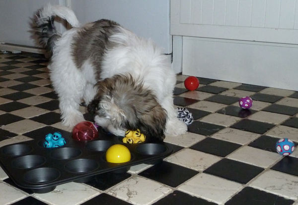 Tibo, druk bezig met hersentraining. Hij vind het geweldig.