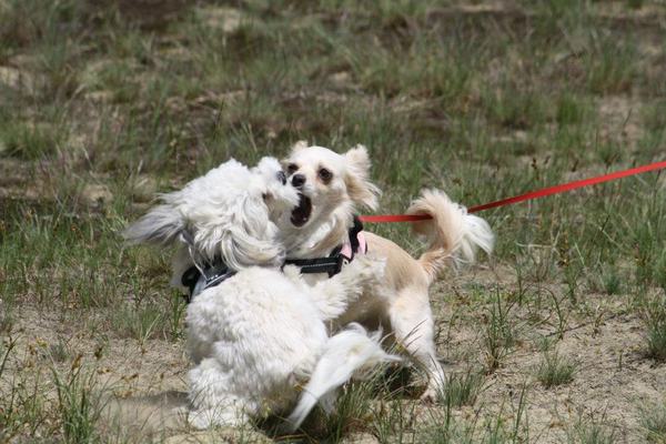 spelende hondjes? grappige gezichtjes =) 