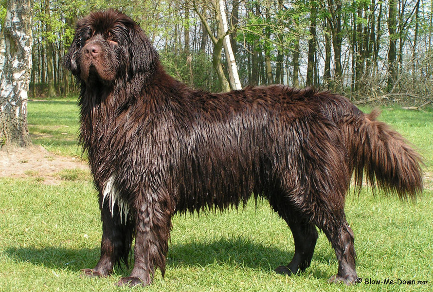 Newfoundlander