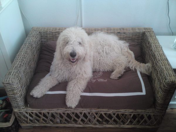 Labradoodle