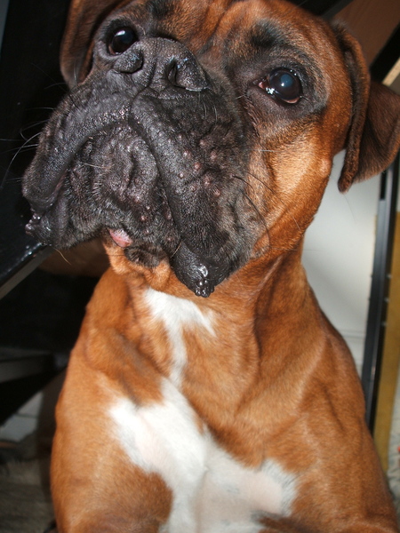 Boris Walala Boomerang