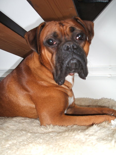 Boris Walala Boomerang