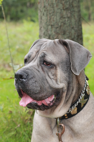 Cane Corso