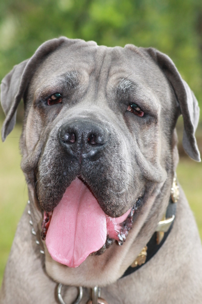 Cane Corso