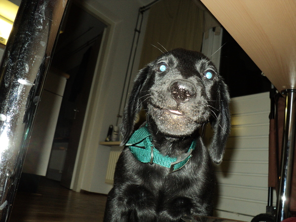 12 weken oud, en dan al zulke smoeltjes opzetten... Beloofd wat!