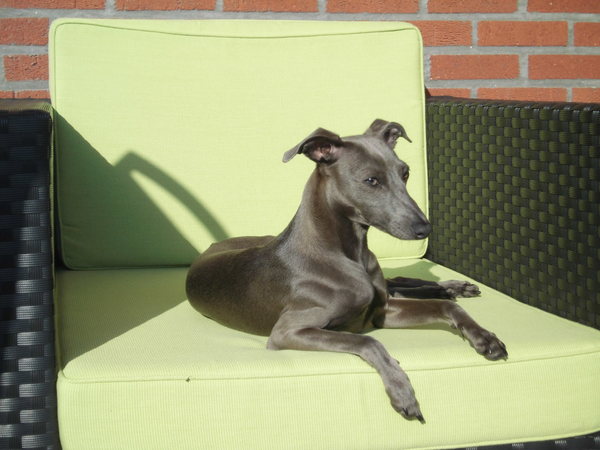 Italiaans Windhondje