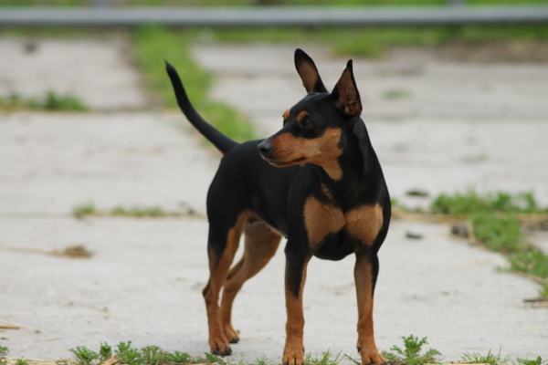Dwergpinscher