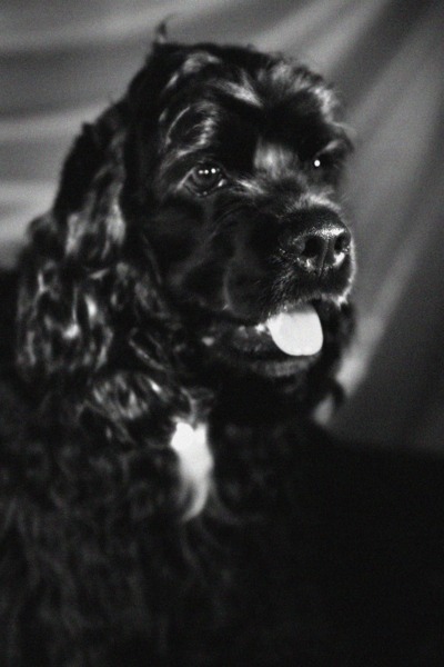 Figo gefocust op de TV