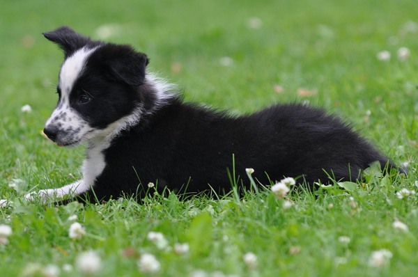 Border Collie