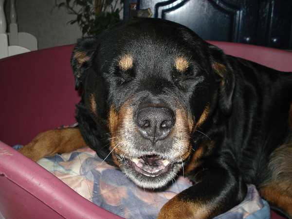 Lach is naar het vogeltje? 