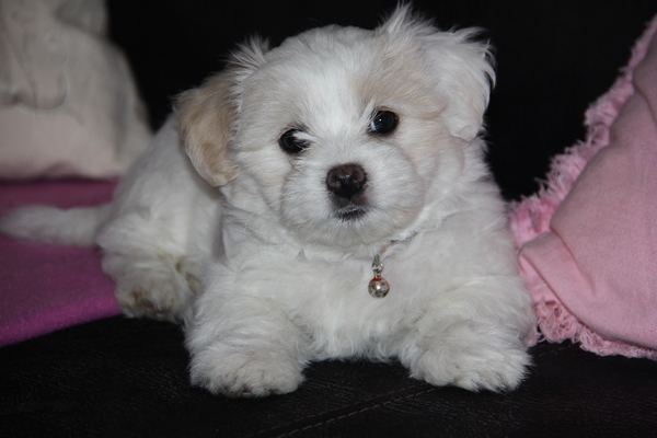 Maltezer