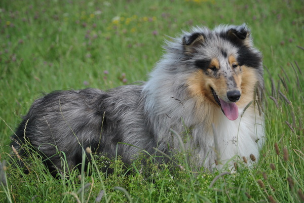 Schotse Herdershond, Langhaar
