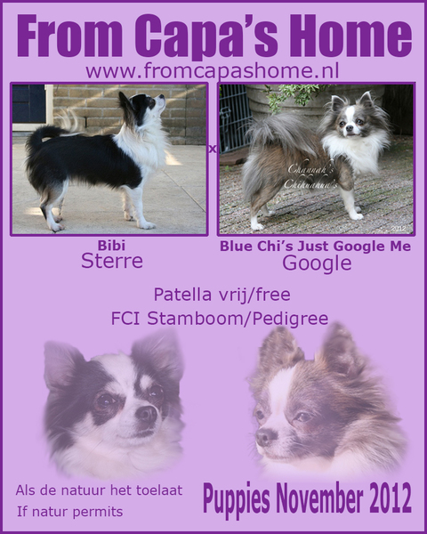 Chihuahua Kennel From Capa's Home