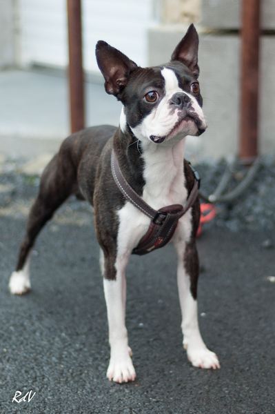 Boston Terrier