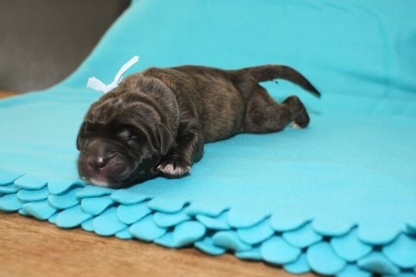 From The Proud Family