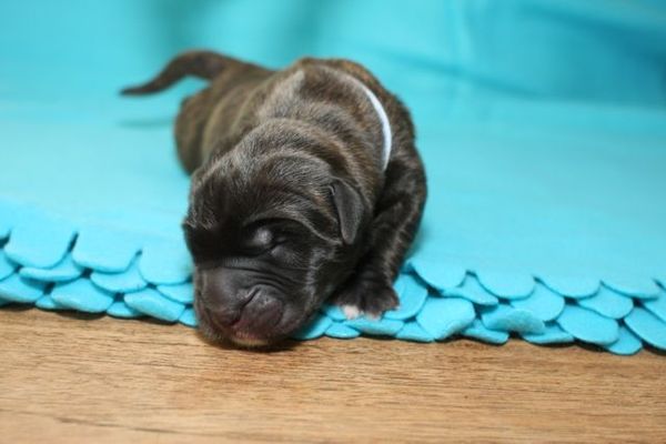 From The Proud Family