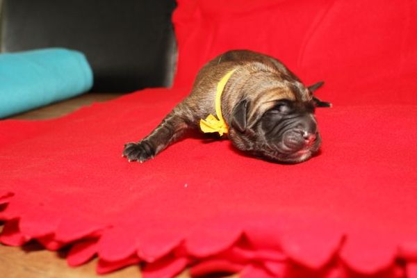 From The Proud Family