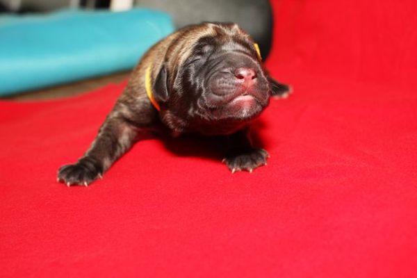 From The Proud Family