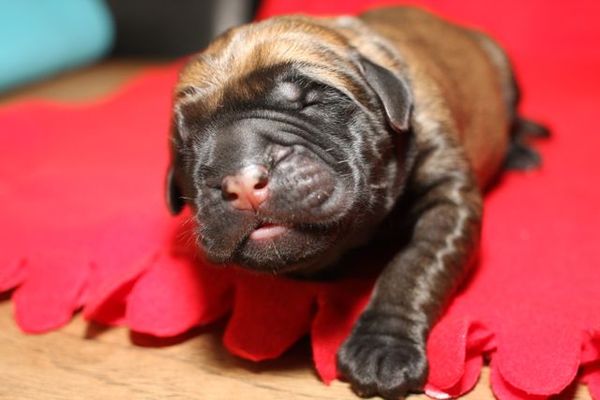 From The Proud Family