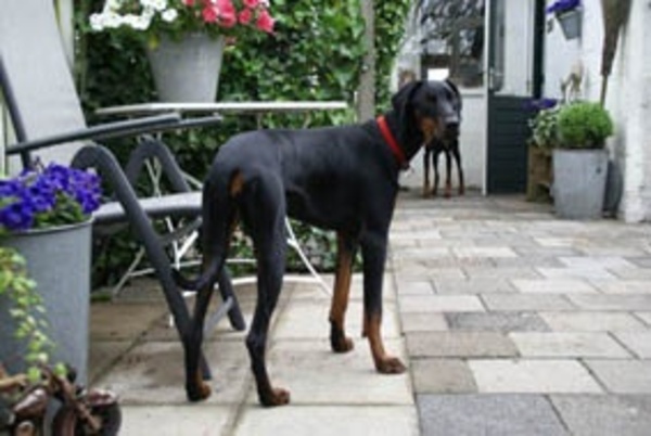 Dobermann
