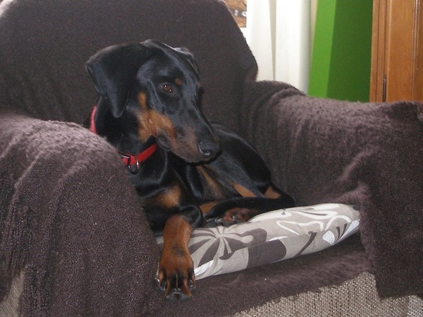 Dobermann